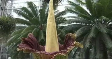 Рідкісне видовище: у США розпустилася найсмердючіша квітка у світі (фото)