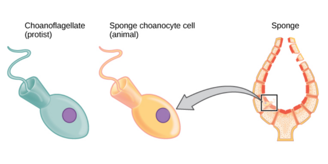 Діаграма, що демонструє подібність між клітинами губки та хоанофлагеллятами