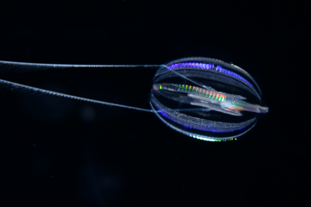 Напівпрозора гребінчаста медуза з барвистими райдужними відблисками