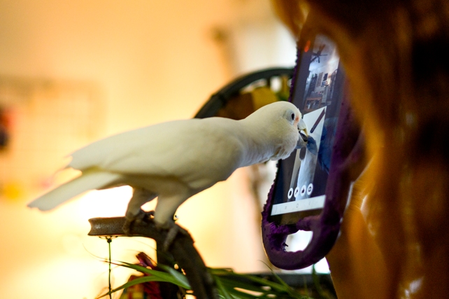 Папуга прослуховує телефон