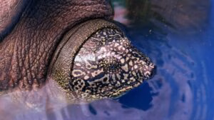 Останню самку черепахи Свайно знайшли мертвою на березі рідного озера