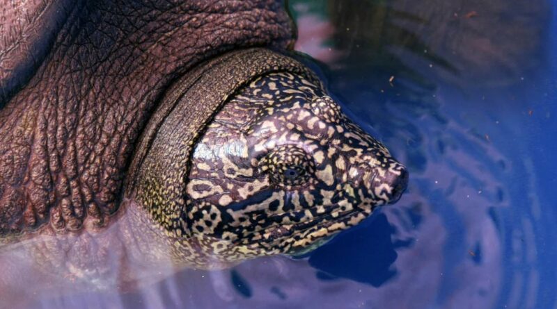 Останню самку черепахи Свайно знайшли мертвою на березі рідного озера