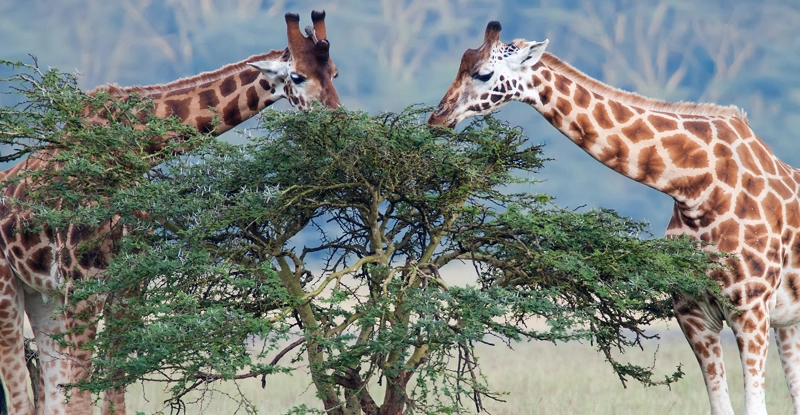 Жирафи демонструють дивовижну здатність до статистичного мислення, попри малий розмір мозку, - дослідження