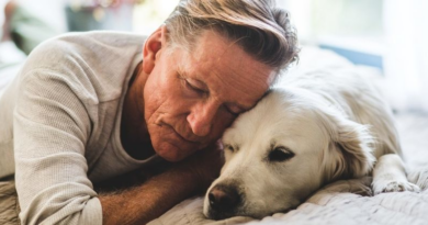Собаки з деменцією дуже схожі з людьми з хворобою Альцгеймера, - дослідження