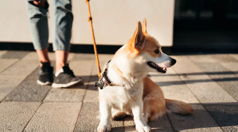 Травми при вигулі собак: Переломи пальців, черепно-мозкові травми серед найпоширеніших