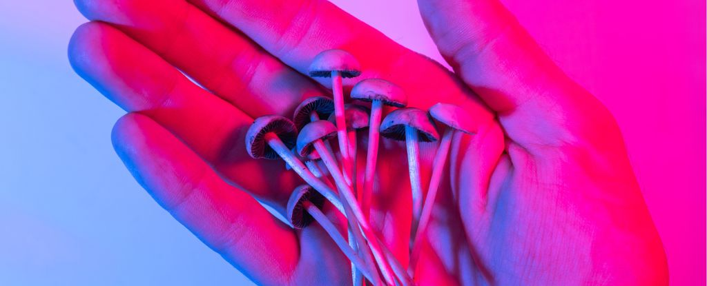Чарівні гриби можуть мати унікальний вплив на дальтонізм, згідно з нещодавнім дослідженням