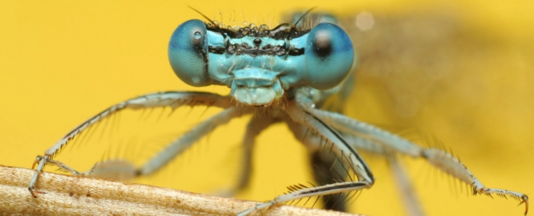 Низький рівень кисню в морській воді пояснює дефіцит морських комах, - дослідження