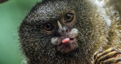 Нове дослідження показує, як мавпи обробляють візуальну інформацію про об'єкти та обличчя