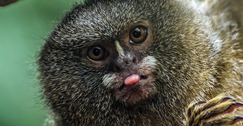 Нове дослідження показує, як мавпи обробляють візуальну інформацію про об'єкти та обличчя
