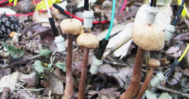 Таємне спілкування грибів: Вчені відкрили електричний сигнал між грибами