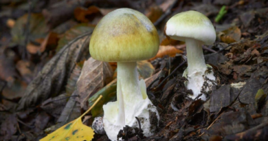 Дослідники знайшли протиотруту від найсмертоноснішого гриба