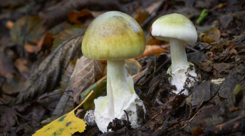 Дослідники знайшли протиотруту від найсмертоноснішого гриба