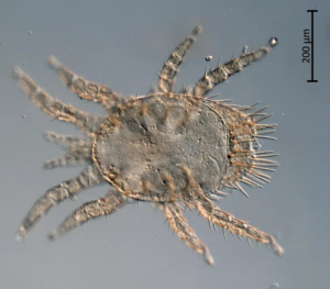 У Росії відкрили нові види кліщів, які можуть спричинити чуму