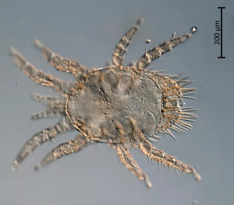 У Росії відкрили нові види кліщів, які можуть спричинити чуму