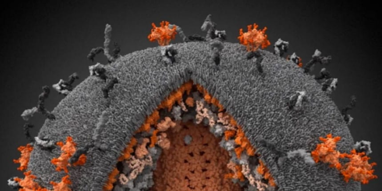 Препарати нового класу придушили розмноження ВІЛ у нейронах