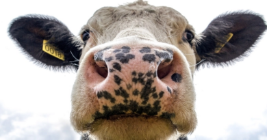 У США з’являється таємнича форма «коров’ячого сказу»