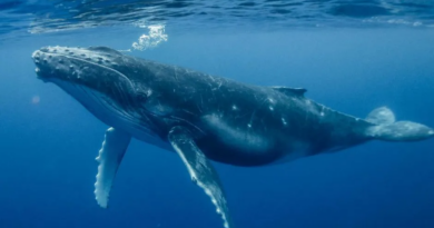 Стійкість китів до раку пов'язали із здатністю ефективно «ремонтувати» свій геном