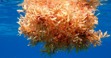 Пластик та морські водорості є ідеальним середовищем для розмноження м'ясоїдних бактерій