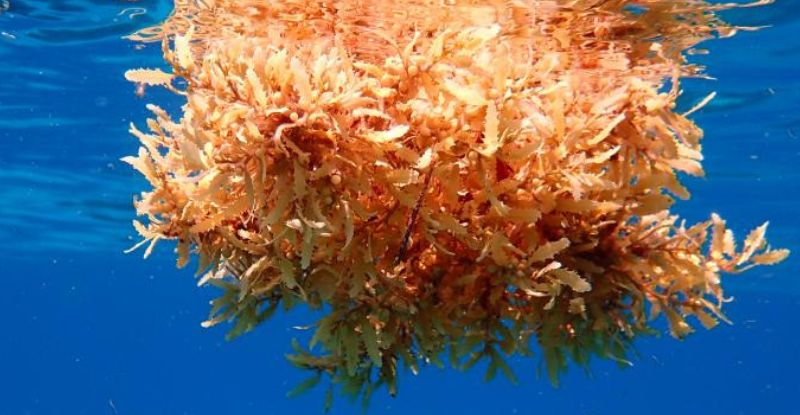 Пластик та морські водорості є ідеальним середовищем для розмноження м'ясоїдних бактерій