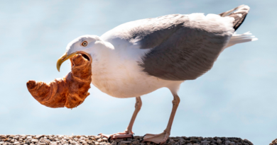 Таємниця жадоби: Як чайки виявили свій хитрий секрет пошуку їжі