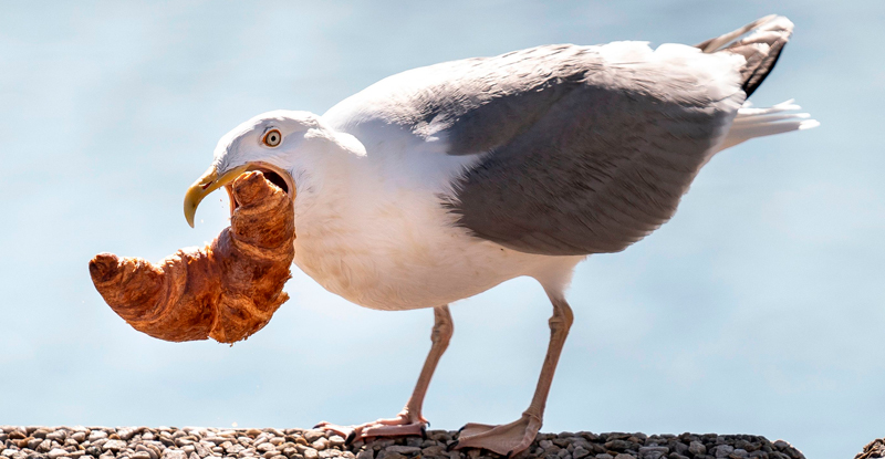 Таємниця жадоби: Як чайки виявили свій хитрий секрет пошуку їжі