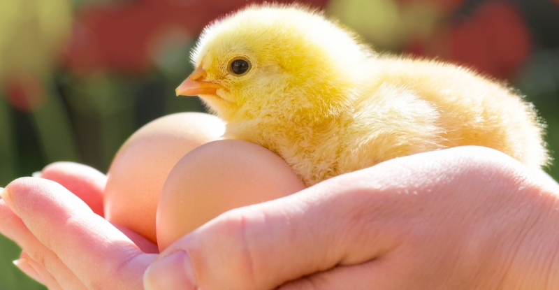 «Нюхання» яєць може забезпечити ефективний спосіб визначити стать курячого ембріона