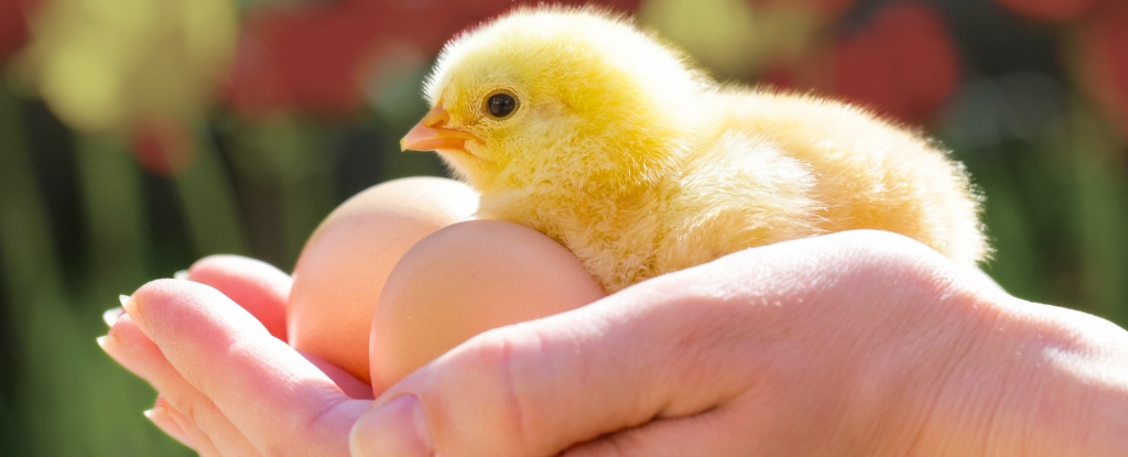 «Нюхання» яєць може забезпечити ефективний спосіб визначити стать курячого ембріона