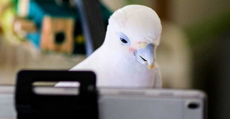 Папуги люблять спілкуватися у відеочаті зі своїми друзями, - експеримент