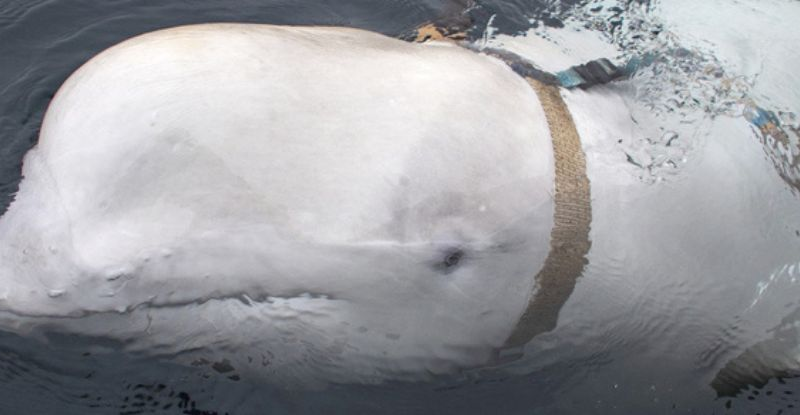 Біля узбережжя Швеції сплив таємничий кит-шпигун