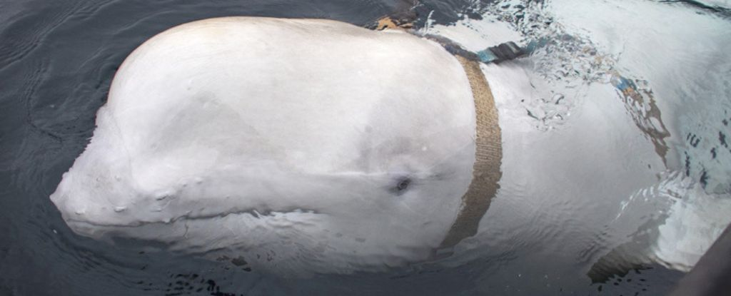 Біля узбережжя Швеції сплив таємничий кит-шпигун