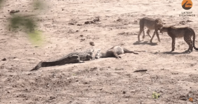 Незвичайне відео: крокодили борються за вечерю з гепардами