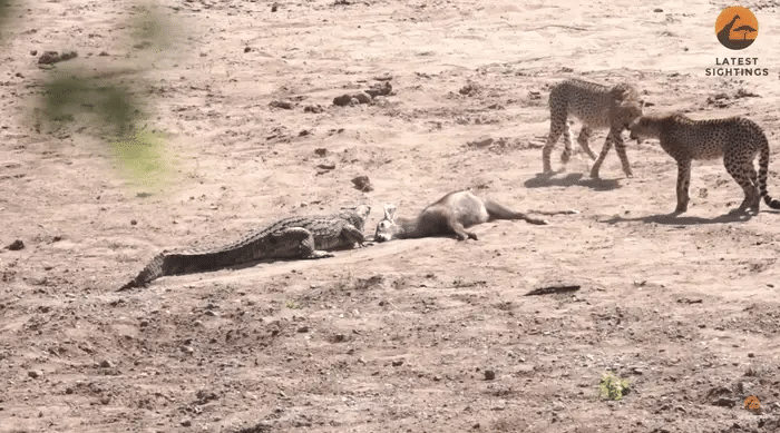 Незвичайне відео: крокодили борються за вечерю з гепардами