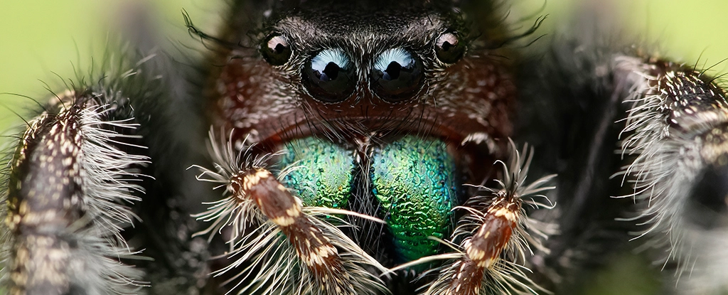 Павуки можуть від голоду втратити зір