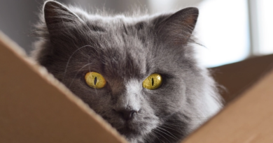 Фізики встановили новий квантовий рекорд, створивши найважчого "кота Шредінгера"