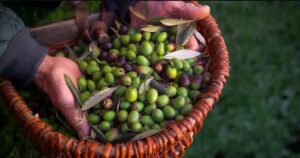 Оливки можуть бути аналогом ібупрофену