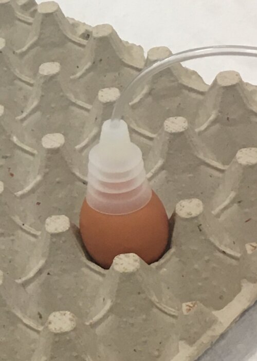 Одне яйце у ​​великій порожній коробці для яєць із прозорою кришкою, прикріпленою до верхньої частини.  Конструкція кришки має трубку, яка виступає з неї