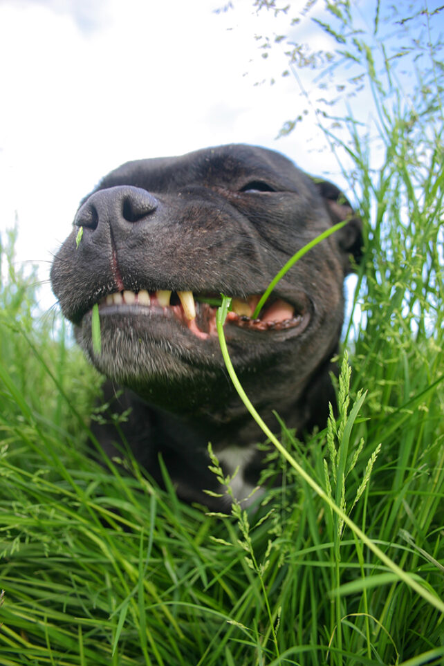 Задоволений пес із пасмами трави, що стирчать із зубастої усмішки