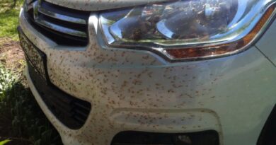 Чотири простих способи усунути сліди комах з кузова автомобіля