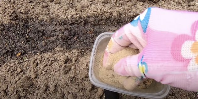 Як садити маргаритки