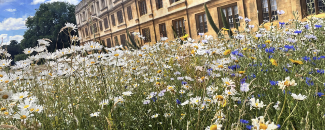 Польові квіти Кембридж