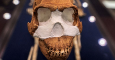Відкриття ставить під сумнів походження людини: Найдавніше поховання, яке не приписують Homo sapiens