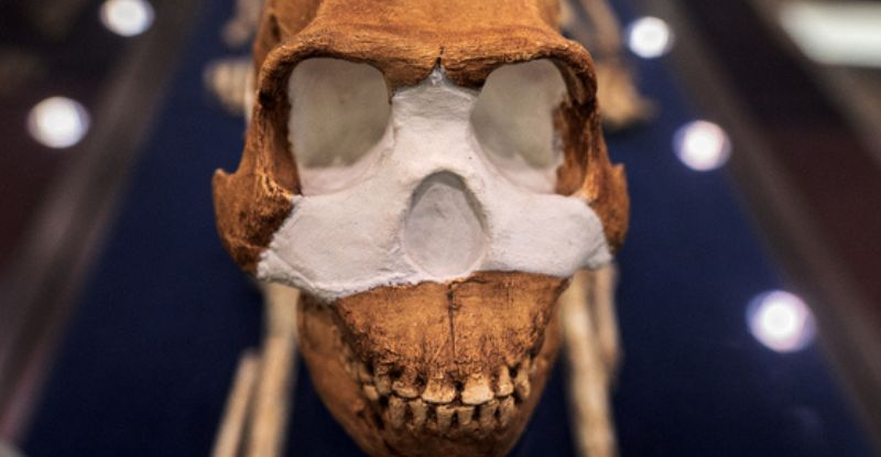Відкриття ставить під сумнів походження людини: Найдавніше поховання, яке не приписують Homo sapiens
