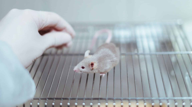 Терапія мікрочастинками усунула симптоми розсіяного склерозу у мишей