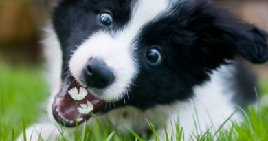 Ось з яких причин собаки починають їсти траву