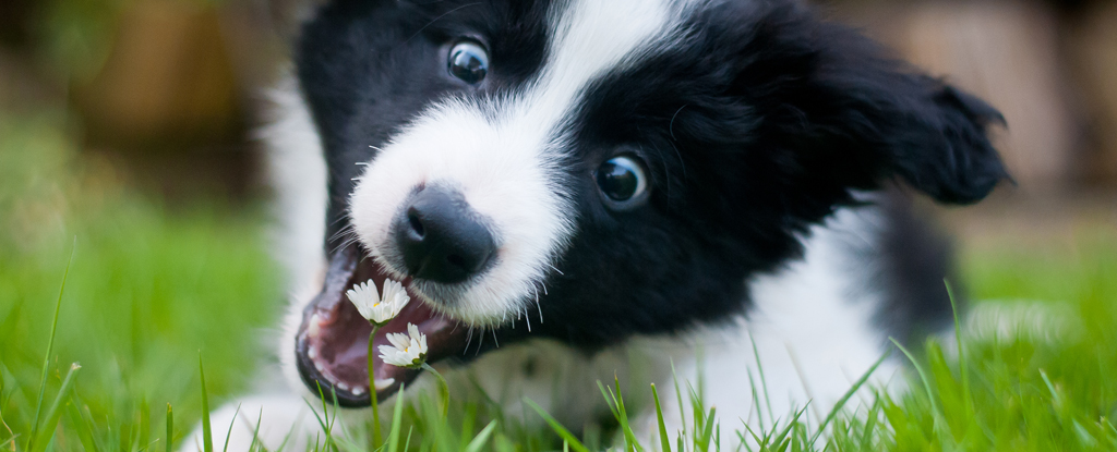 Ось з яких причин собаки починають їсти траву