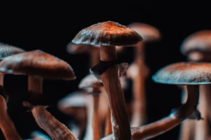 Психоделіки подолали депресію за допомогою несподіваного механізму