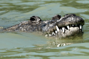 Крокодили виявилися здатними до «невинного розмноження»