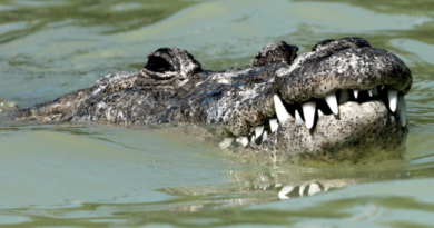Крокодили виявилися здатними до «невинного розмноження»