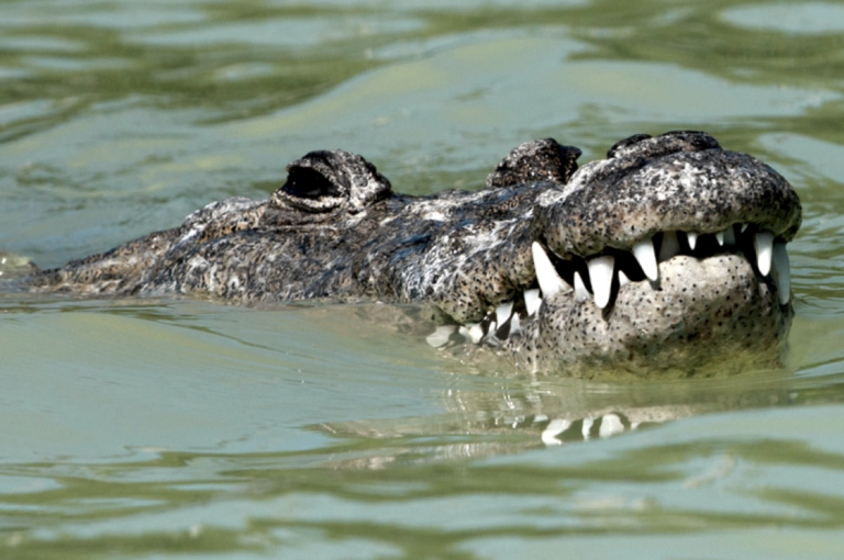 Крокодили виявилися здатними до «невинного розмноження»