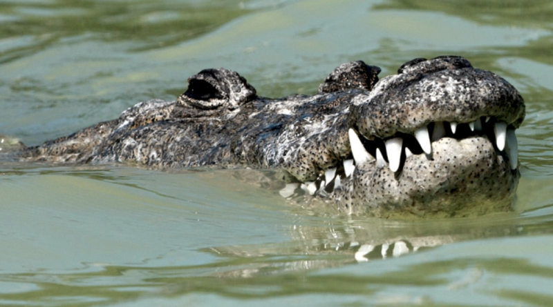 Крокодили виявилися здатними до «невинного розмноження»